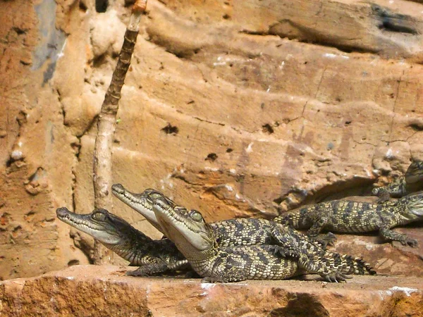 Lilla bebis krokodil — Stockfoto