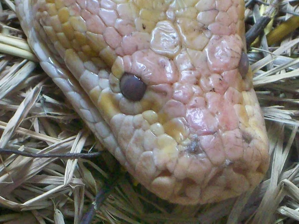 Albino yılan — Stok fotoğraf