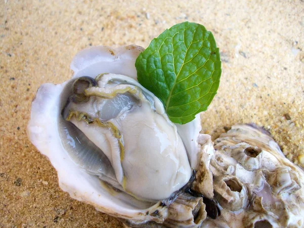 Verse rauwe oesters — Stockfoto