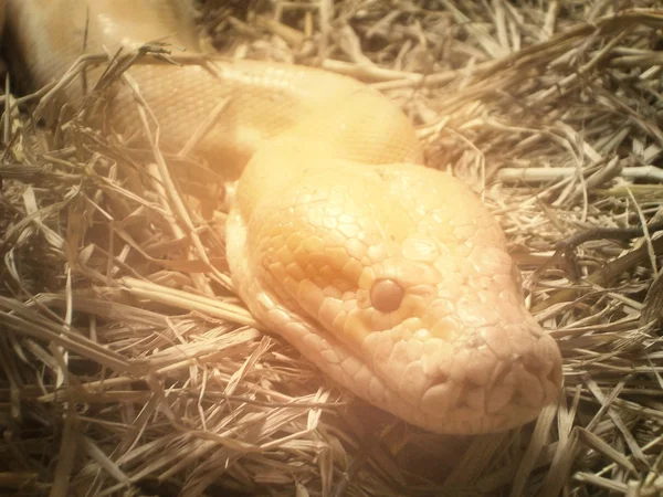 Albino snake — Stock Photo, Image