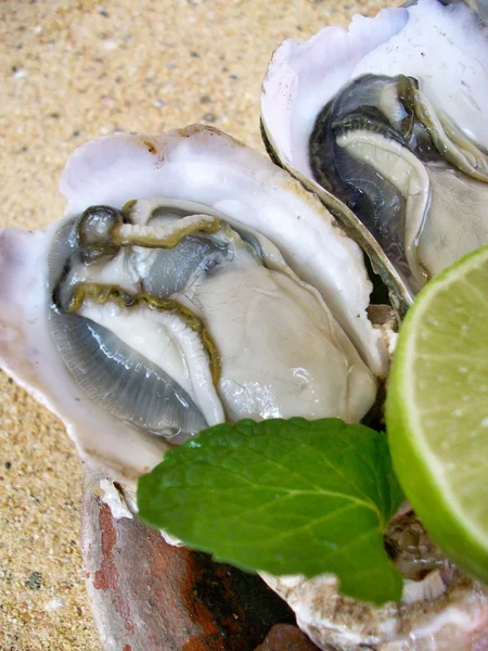 Fresh raw oysters — Stock Photo, Image