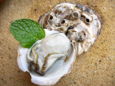 Taze çiğ istiridye.