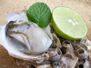 Taze çiğ istiridye.