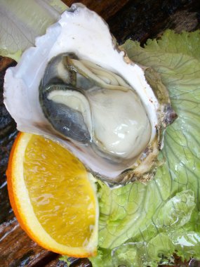 taze istiridye yakın çekim