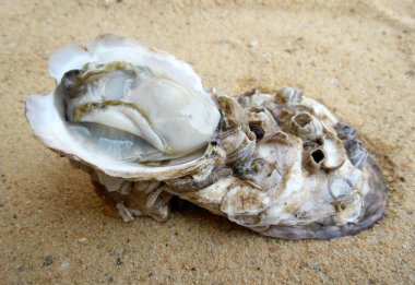 Sahilde taze istiridye