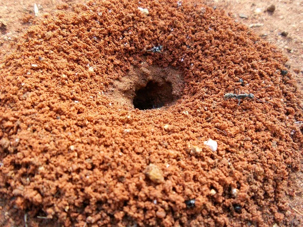 Nido de hormigas — Foto de Stock