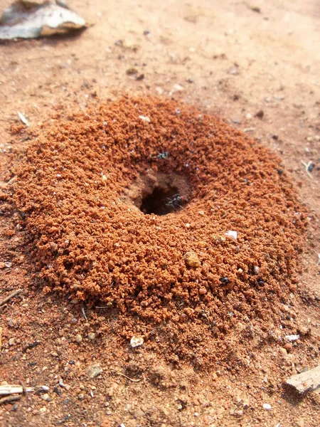 Mieren nest — Stockfoto