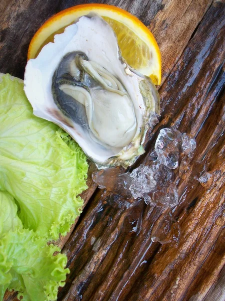 Close up of fresh oysters — Stock Photo, Image