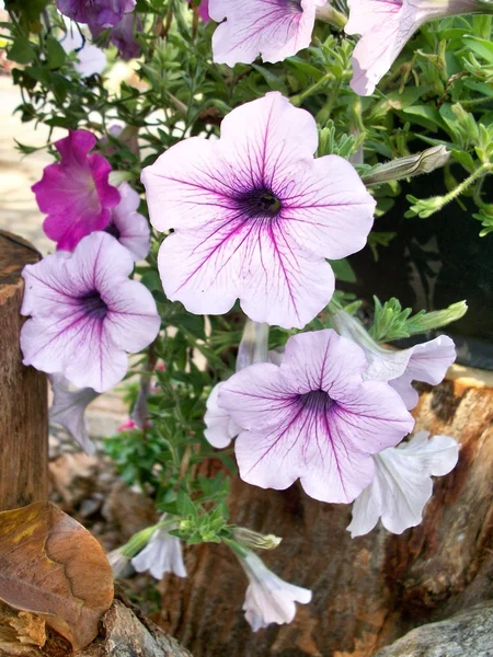 Flor roxa — Fotografia de Stock