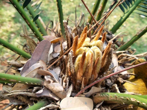 Gemme di palma di Sago — Foto Stock