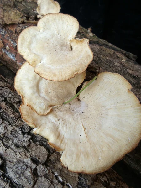 Weiße Pilze — Stockfoto