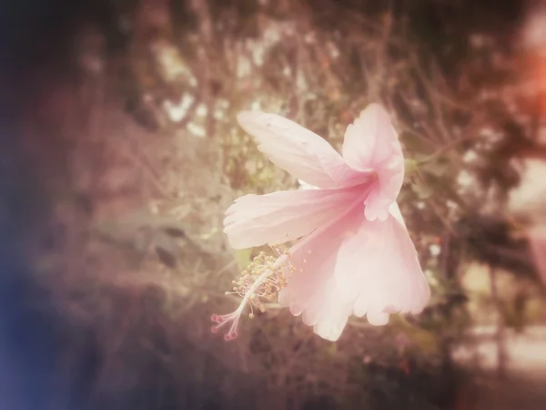Hibiscus blommor — Stockfoto