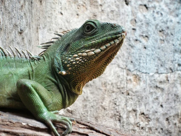 Iguana bebé —  Fotos de Stock