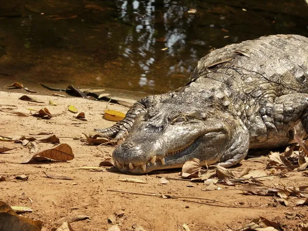 Krokodil — Stockfoto