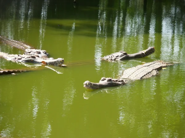 Krokodil — Stockfoto