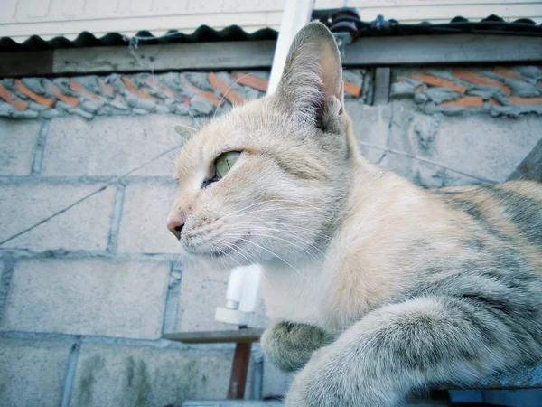 Katten ser. — Stockfoto