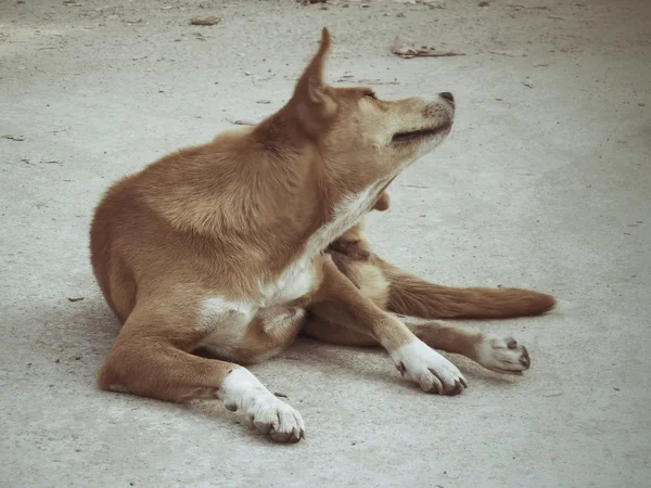 Portrait of dog — Stock Photo, Image