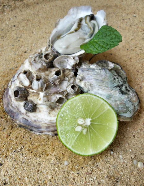 Fresh raw oysters pepper mint leaves — Stock Photo, Image