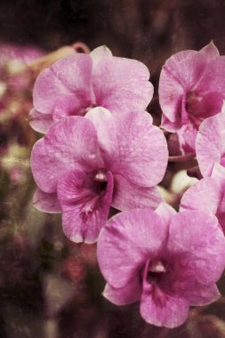 pembe orkide çiçekleri