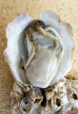  Sahilde taze istiridye