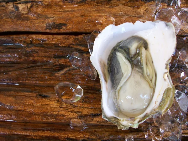 Fresh oysters — Stock Photo, Image