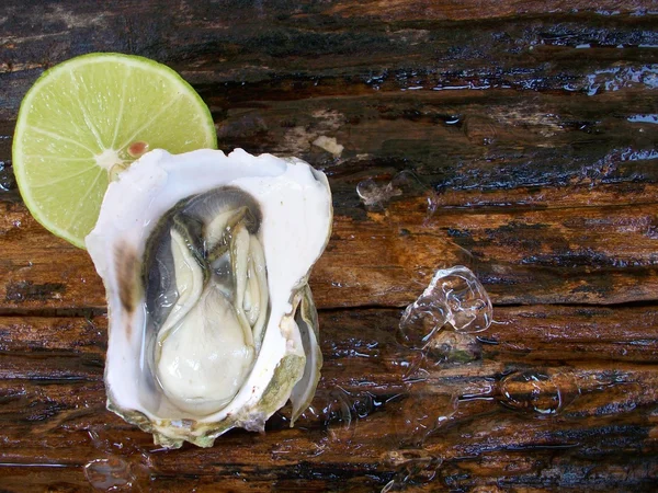 Verse rauwe oesters — Stockfoto