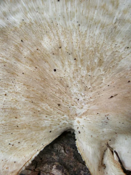 Weiße Pilze — Stockfoto