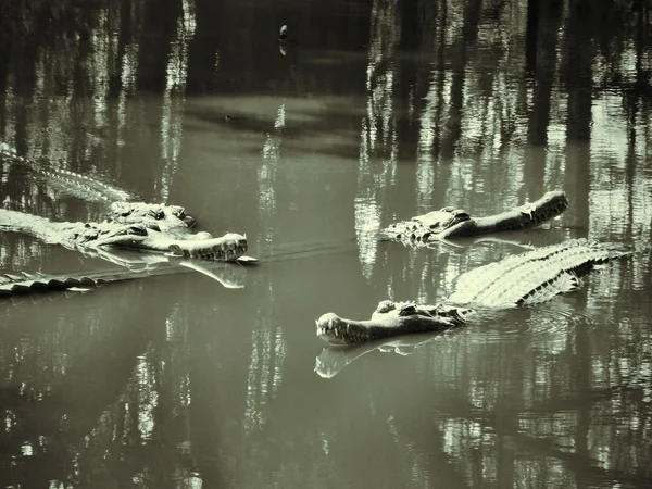 Κροκόδειλος — Φωτογραφία Αρχείου