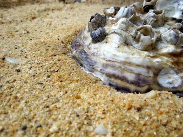 Ostras frescas na praia — Fotografia de Stock