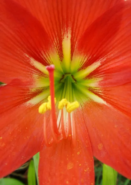 赤いユリの花 — ストック写真