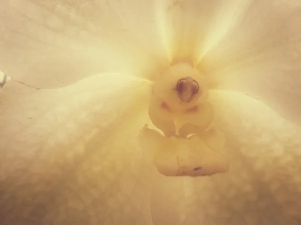 Bílá orchidej — Stock fotografie