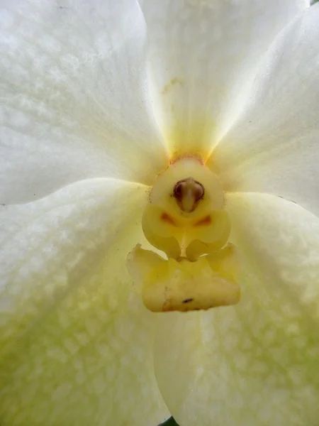 Orquídea branca — Fotografia de Stock