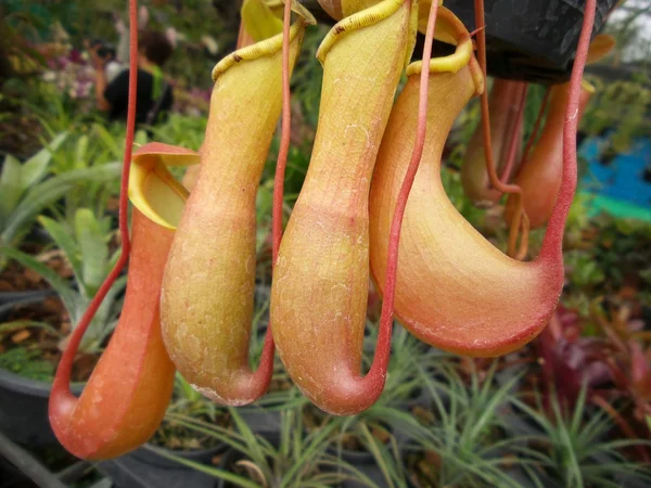 Tropical pitcher plants — Stock Photo, Image