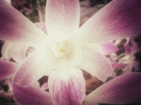 ピンクの蘭の花 — ストック写真