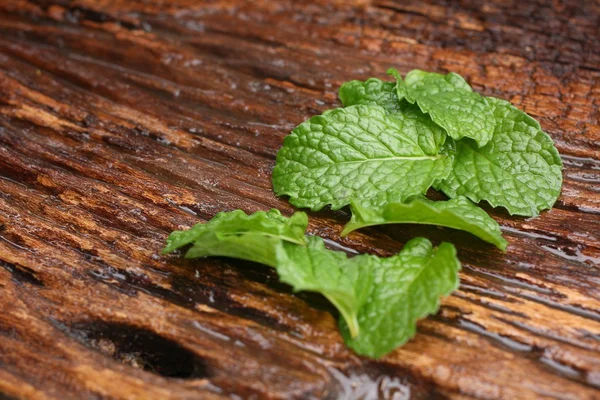 Pepper daun mint — Stok Foto