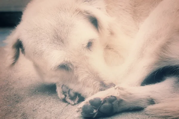 Cão. — Fotografia de Stock