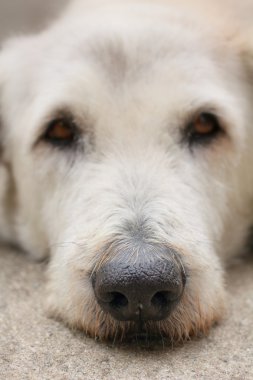 Köpek..
