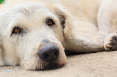 Köpek..