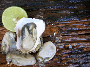 Taze çiğ istiridye. 