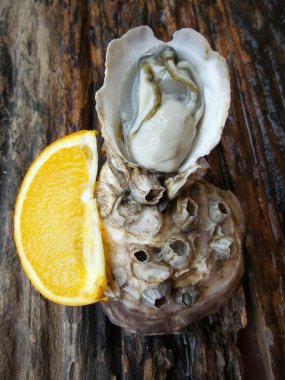 Taze çiğ istiridye. 