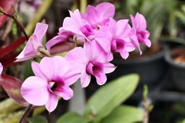 pembe orkide çiçekleri