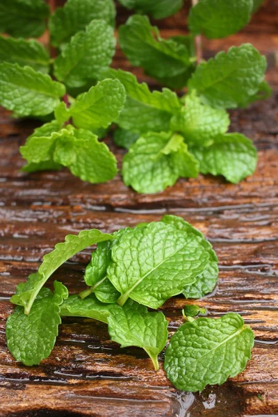 Pepper daun mint — Stok Foto