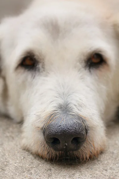 Cão. — Fotografia de Stock