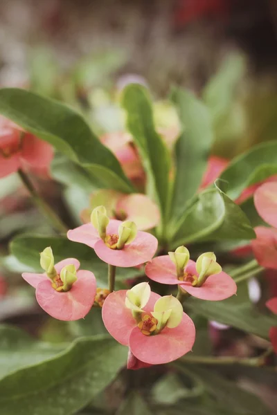 Цветы Euphorbia milli — стоковое фото