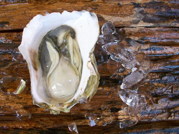 Frische Austern — Stockfoto