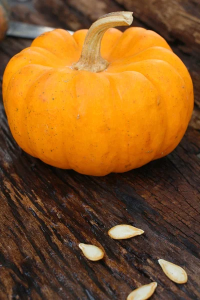 Oogst verse pompoen oranje — Stockfoto