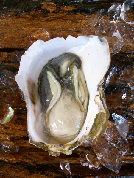 Verse oesters — Stockfoto