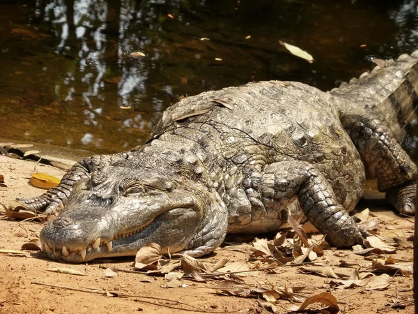 Krokodil — Stockfoto