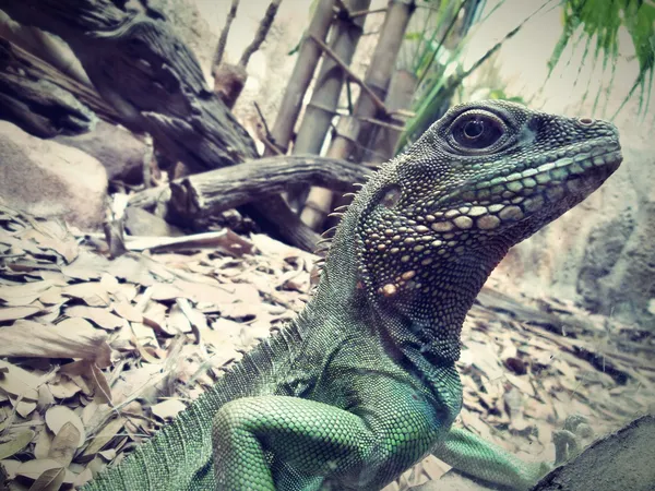 Iguana bebé — Foto de Stock
