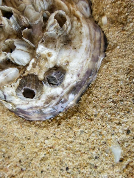 Verse oesters op strand — Stockfoto